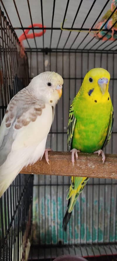 Beautiful Australian Parrot  Pair for Sale