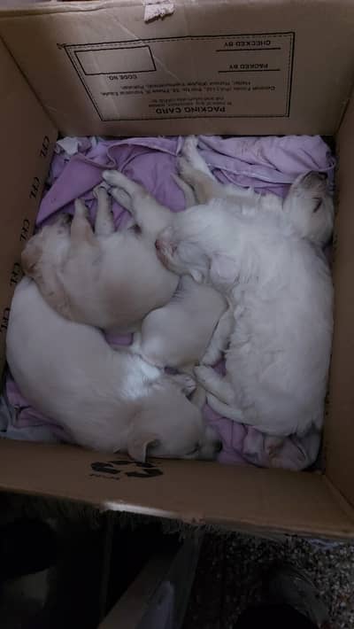 Poodles puppy for sale