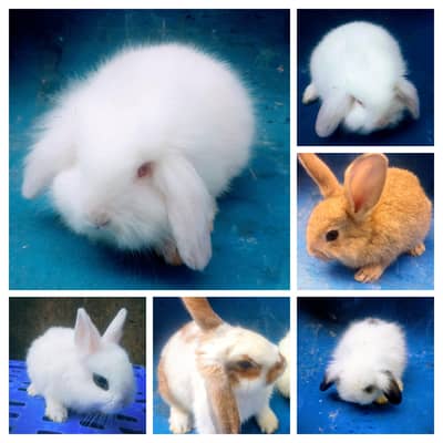 Hotot / Holland Lop / New Zealand White / Angora in Islamabad
