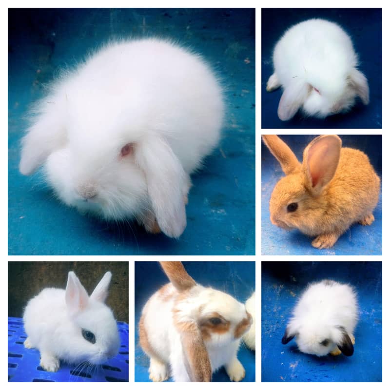 Hotot / Holland Lop / New Zealand White / Angora in Islamabad 0