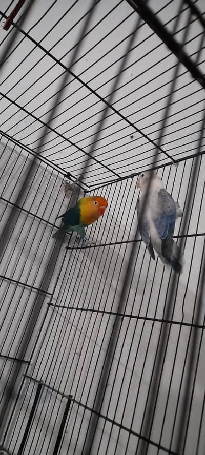 lovebirds