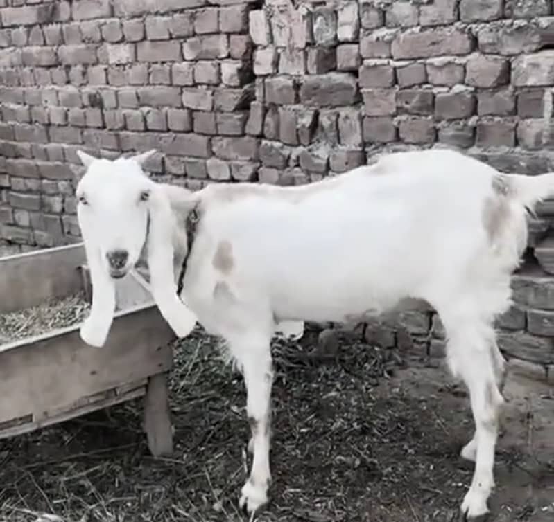 دیسی پٹھ بکری براۓ فروخت 0