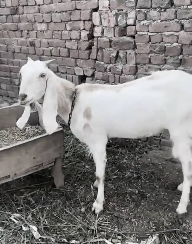 دیسی پٹھ بکری براۓ فروخت 1