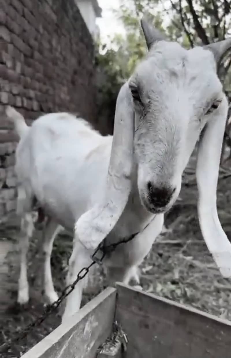 دیسی پٹھ بکری براۓ فروخت 2