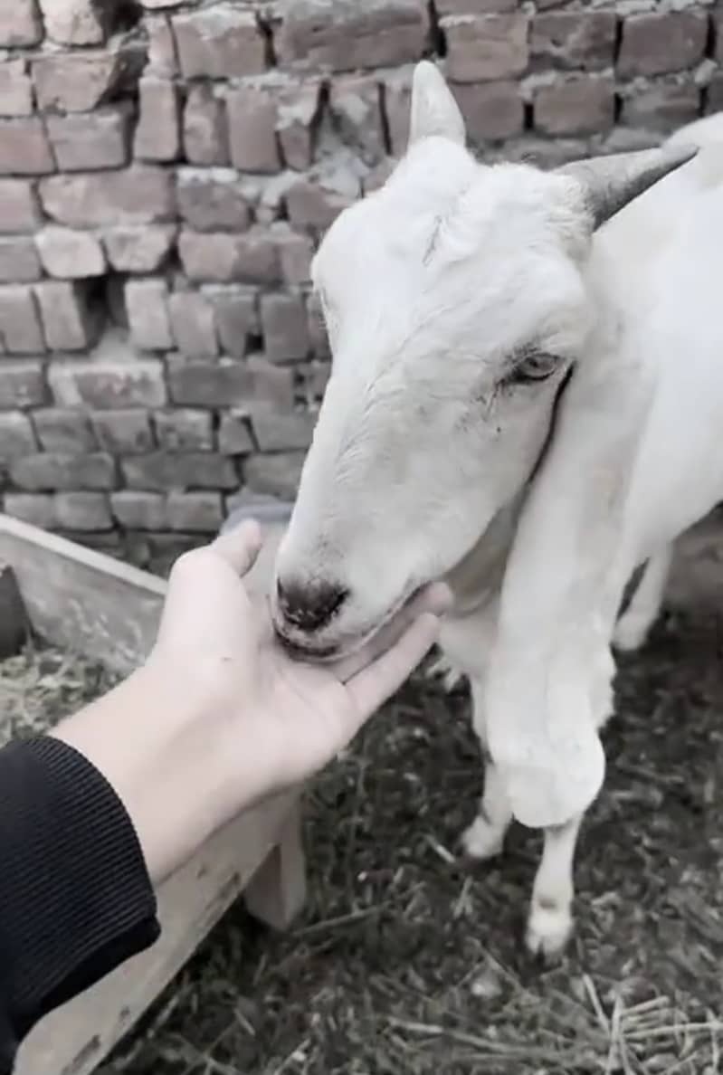 دیسی پٹھ بکری براۓ فروخت 3