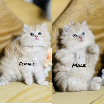 persian cats and kittens for sale wtsapp (0307/710/92/69)