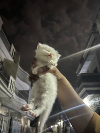 Persian kitten.   Only whatsapp