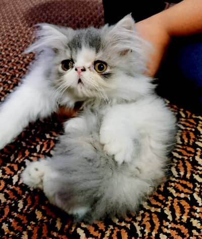 kittens are ready to move new home