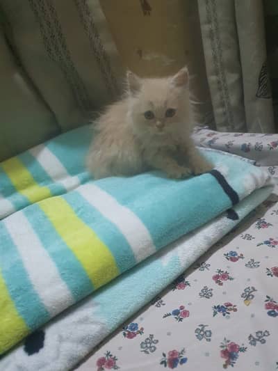 Persian Cat for Sale Cute & Healthy