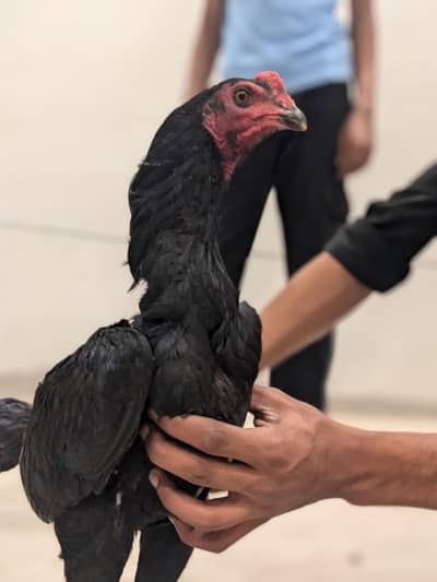 aseel murga black nd red double fade ) 2 PAIR