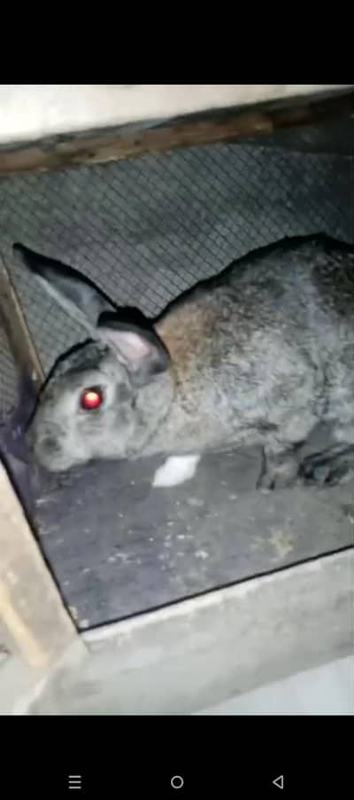 Mary pas Flemish Giants female rabbit available ha for sale l lia