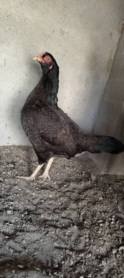 amroha cross mainwali