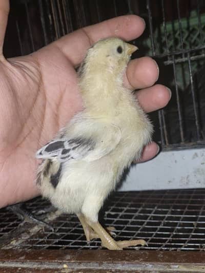 Panus, burmi, Pokoya, Thai Super neck locker, Dragon Aseel chicks