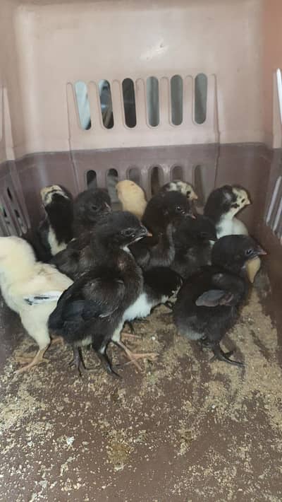 Panus, burmi, Pokoya, Thai Super neck locker, Dragon Aseel chicks