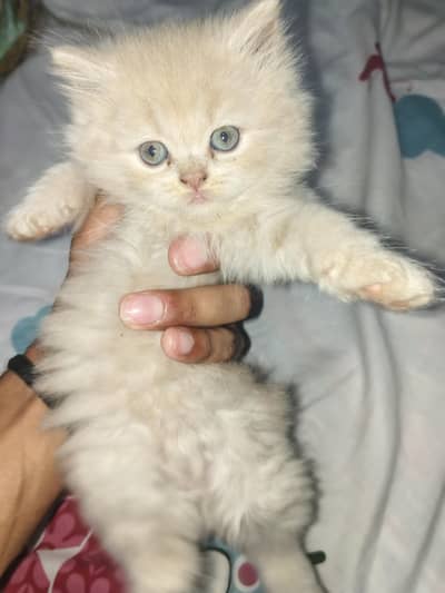 Pair of Persian Semi Punch-Face Cats