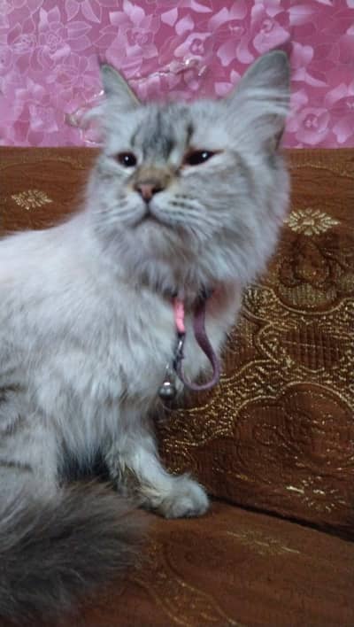 Persian cat and baby for sale