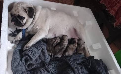 Champion Bloodline Pug Puppy- Healthy & Cute