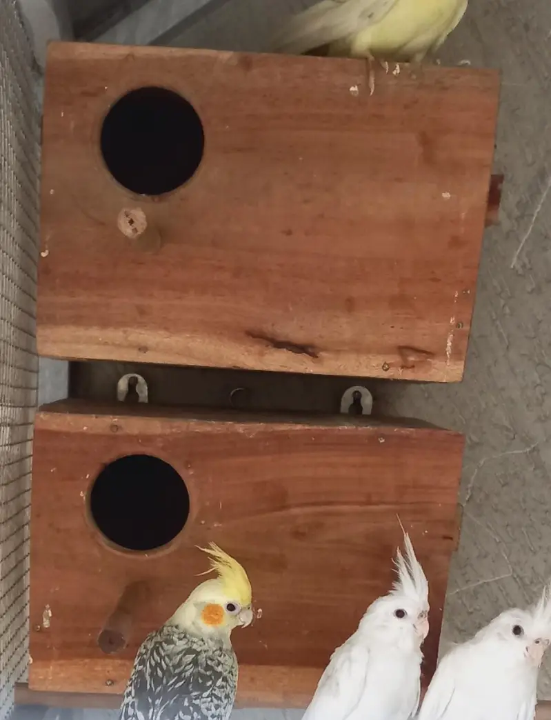 cocktail box
