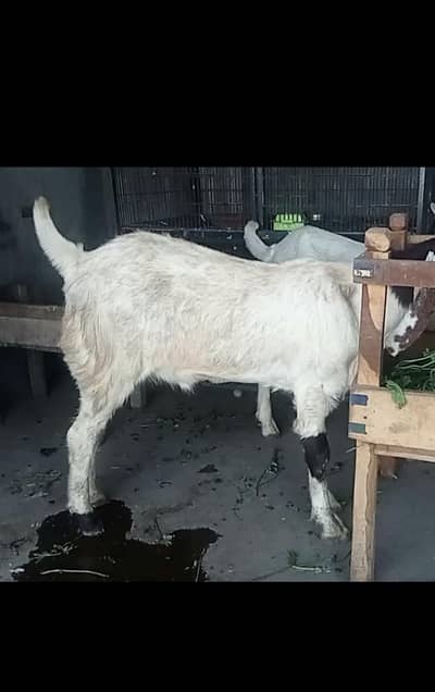 Sindhi bakre top quality