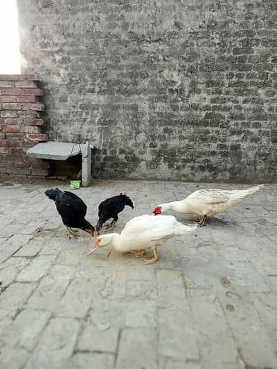 White Muscovy breeder pair and 2  Aseel hen