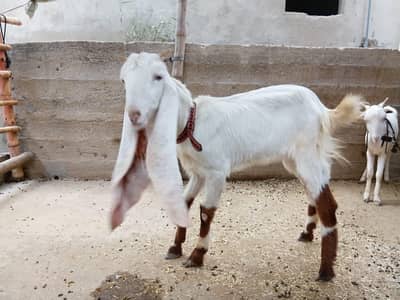 Gulabi bakri