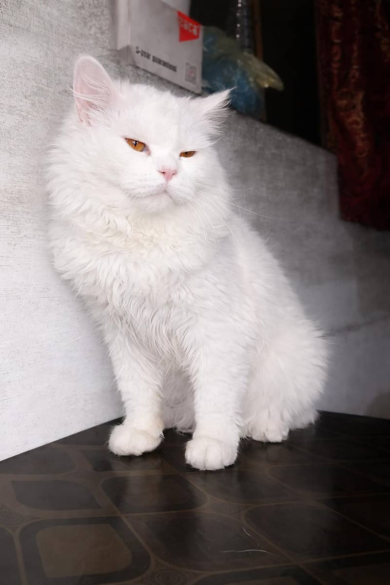 Persian 2