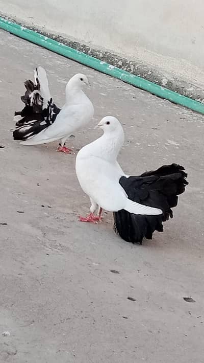 Fantail Kabootar Pair (Black & White)