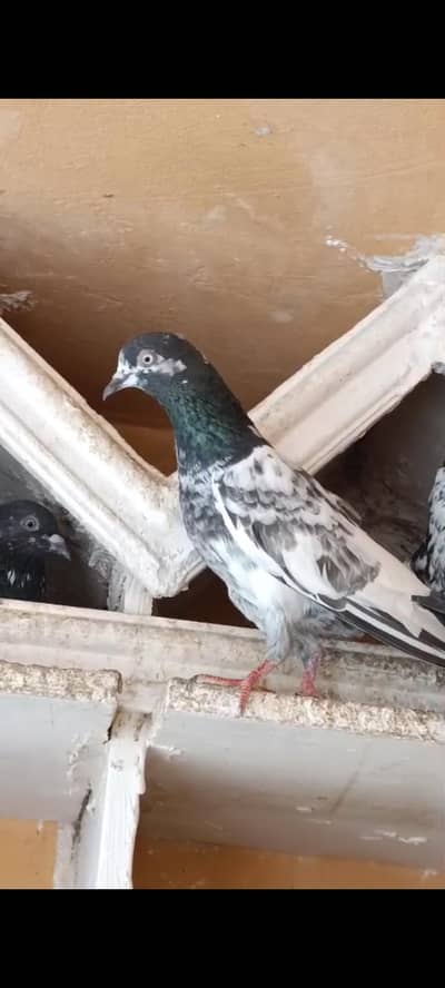 Teddy 35 waly batera dub wala