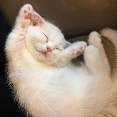 pair kittens