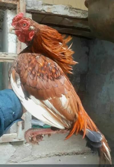 pure amroha zero size