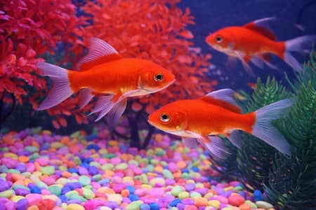 GOLDFISH- Healthy and Active