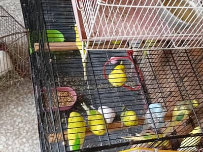Australian pareats total 18 birds with big cage