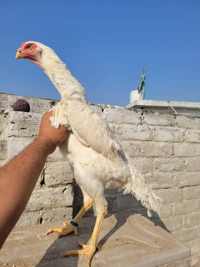 white shamoo breader  pair