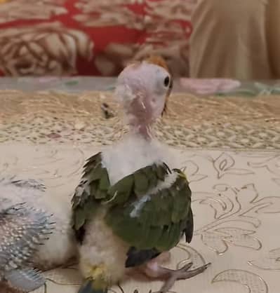 sun conure chicks reasonable price