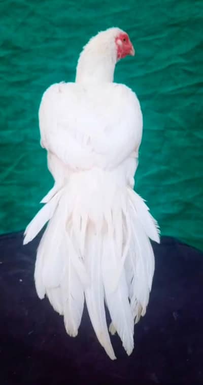 INDIAN PARROT BEAK + MIANWALI CROSS WHATSAPP 03168035881