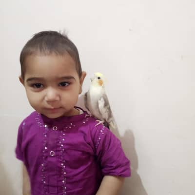 Tamed parrots for sale. . location Multan