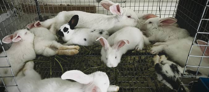 Pure New Zealand white top quality bunnys