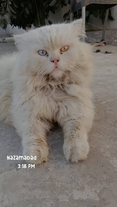 odd eyes good quality breeder male