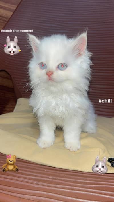 Persian cat babies pair triple coated