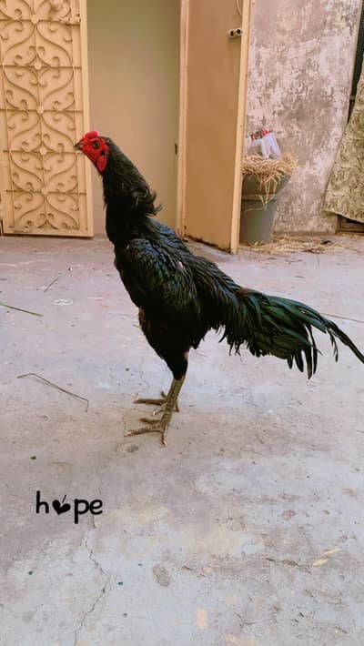 Home breed bi available ha chick price final 3000