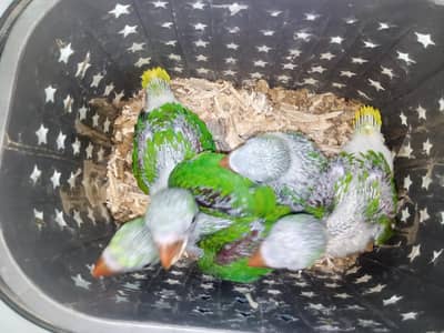 kashmiri parrots baby 1 week ki feed free jambo size healthy
