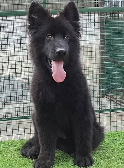 German Shepherd Puppies WhatsApp03255613563