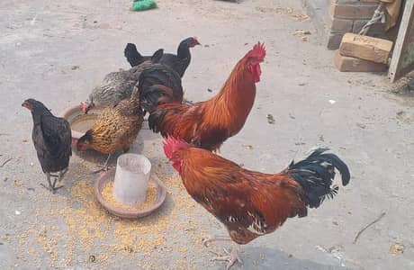 Dasi murgi and murga sell