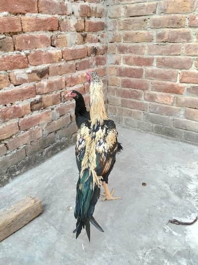 aseel 1 male 2 female for sale