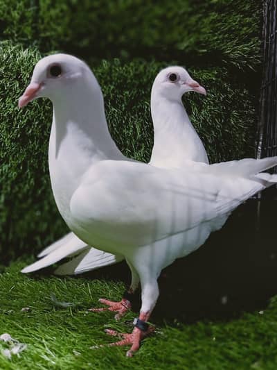 White Qasid Young patha pathi  pair For sale.