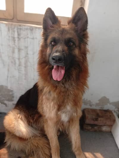 Pregnant female urjent sale