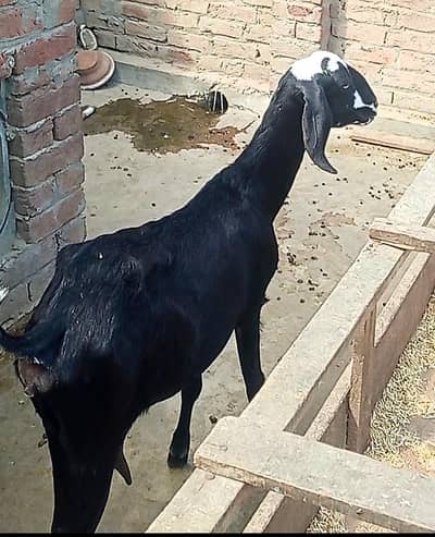 Female Bakri or Desi Nagri Path | desi bakri| Dogli Bakri| Doodh wali