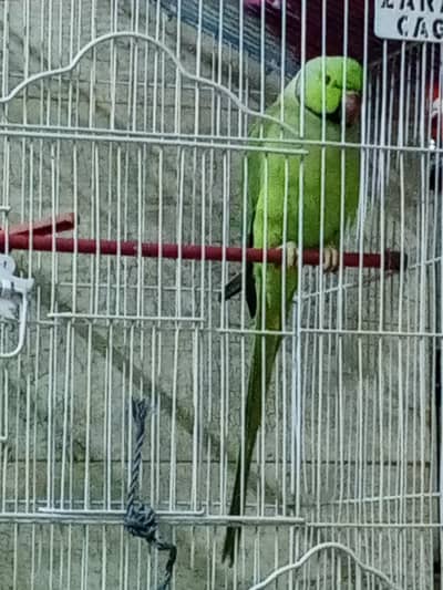 for sale Baki detail discription mein hai