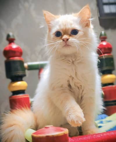 Flame point male kitten punch face triple cotede long cote age 3