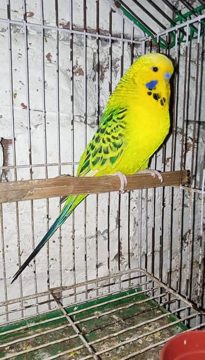 Exi TCB Lemon Breeder Male